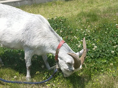 除草トライ!!　ゆきまるくん!!の紹介画像